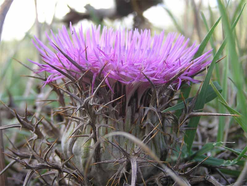 Carlina gummifera (=Atractylis gummifera) / Masticogna laticifera